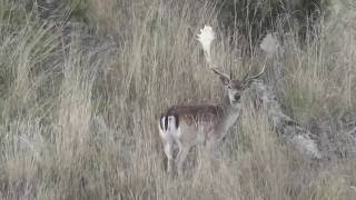 Black or ginger Fallow buck?