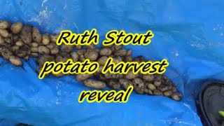 Ruth Stout potato harvest reveal  09  07  2020