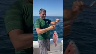 Red snapper fishing Jacksonville Florida catch and release!