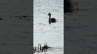 Лебединое семейство / Swan family