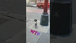 New York diaries.. 🤣 #youtube #funny #shihtzu