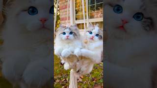 বিশ্বের সবথেকে সুন্দর বিড়াল - Most Beautiful Cat in the World #cat #catvideos #catlover #kitten