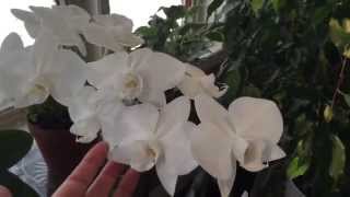 Guest Collection: My Mom's Orchids