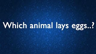 Which animal lays eggs..? General Knowledge (GK) (QUIZ)