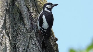 Picchio rosso maggiore, tamburo di bosco - Great spotted woodpecker, wood drum