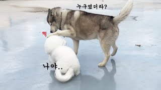 [비숑] 강아지는 일년만에 만난 친구를 과연 알아볼까? Will the dog recognize the friend he met after a year?