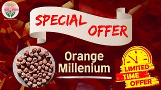 Saturday Special Offer | Orange Millenium | Heal and Ascend