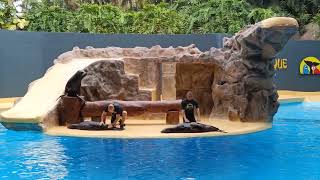 Loro Parque Tenerife, show with sea lions&spectacol cu lei de mare part II 4K.