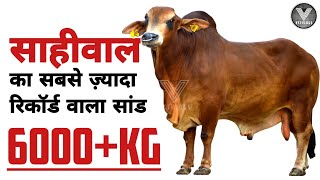 साहीवाल का सबसे ज़्यादा रिकॉर्ड वाला सांड || Top Sahiwal Bulls || Vet Vlogs ||