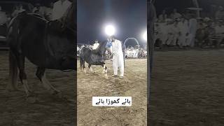 ہائے گھوڑا ہائے بہت اچھے #horse #sindhihorse #trending #horseshow #horsefan