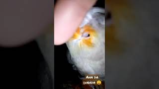 kuşların kulağı nerde #cockatiel #sultanpapağanı #shorts