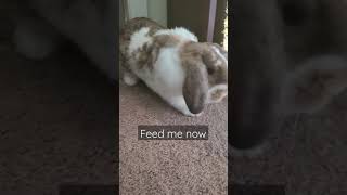 Carl asks for Strawberries after his nap (Funny Holland Lop)