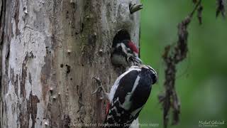 Greater woodpecker