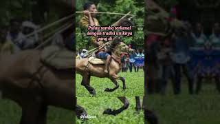 Festival Pasola Sumba #faktaviral #faktaunik #faktamenarik #faktales