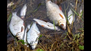 Thousands of dead and dying fish have been found