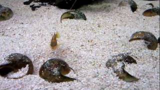 julidochromis transcriptus and lamprologus ocellatus