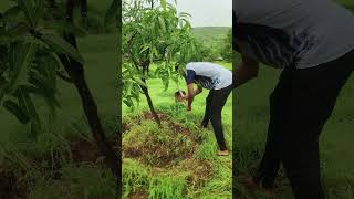 Konkan Monsoon & Work. #travel #konkan #monsoon #walking #trail #vibes #farming #farm #flow #water