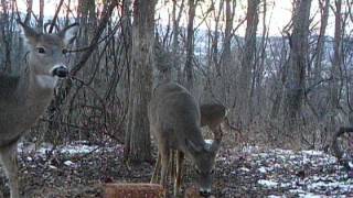 Deer Feeding near Ken Beam`s stand 1/9/2015