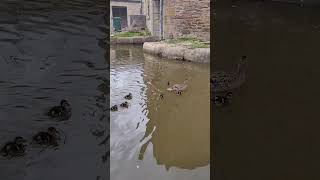 Bombastic Ducklings come to visit the goose #animals #cute