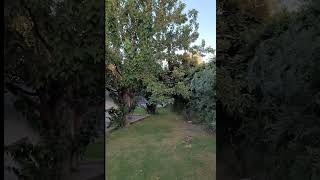 Siyah Dut Ağacı #Black Mulberry Tree #