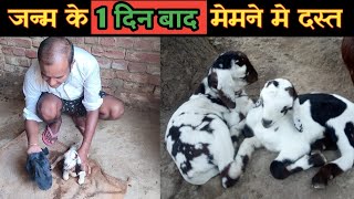 1,2 दिन का मेमना दस्त क्यों करता है Bakri Ke Baccho me Dast|Memno Ko Kab Dast Ki Dawa De |Vimalumrao