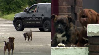 Park on alert after unleashed Pit Bulls attacked a 30 year old man