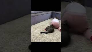 Baby cat funny video 🤣hera pheri paresh rawal comedy 🤣