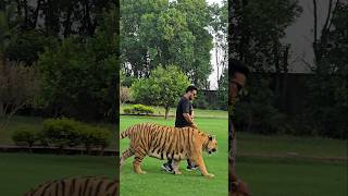 Big bengal Tiger Loves to Walk in a chain | Nouman hassan