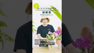 夏におすすめの植物5選！ひとつ目のご紹介！みなさん、ふたつ目の植物の名前分かりますか？お楽しみに！◎　＃観葉植物　＃胡蝶蘭