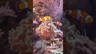 Amazing Sighting #2 | Clownfish in aquarium