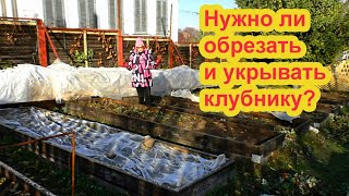 Нужно ли обрезать клубнику на зиму?