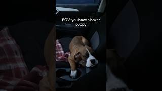 POV: you have a boxer puppy