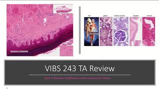 Histology Basics TA Review: Epithelium and Connective Tissue