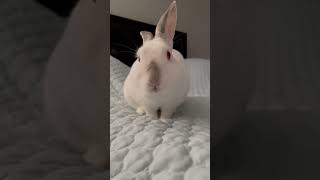 Rabbit destroying my bed #bunny