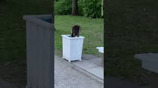 Cute raccoons run WILD in Germany during Euro 2024 😭 🦝