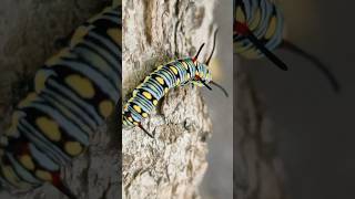 colourful caterpillar