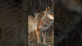 😲😲 Gray Wolf: Nature's Ultimate Predator 🐺🌲| #shorts | The Animal Kingdom