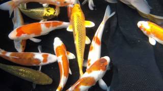 10-12" Koi, Auctioning Soon On eBay