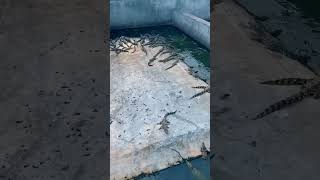 Amazing Crocodile at pool ! Working at crocodile farm, Feeding crocodiles #crocodile #short28