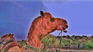 A big camel in winter season. #viralvideo