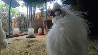 Chickens Relaxing Video Sounds Noises Hens Roosters Clucking Crowing Chicken Coop!