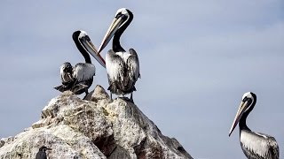 BALLESTAS ISLANDS. ADVENTURE TRAVEL IN PERU