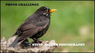 Photo challenge-Steve Hedges Photography