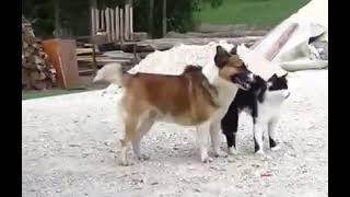 Sweet Love Dog and Cst#shorts #wildlife #animals #dog #funny #wildanimals #cat#love