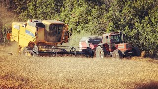 Trebbiatura grano 2022, New Holland AL59.