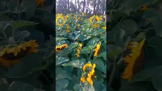 Sunflower fields | Sunflowers