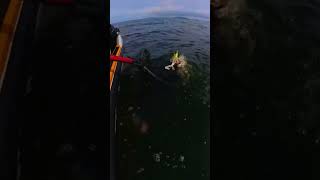 One handed halibut netting on a seadoo! #britishcolumbia #fishing #halibut #seadoo