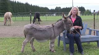 Donkey Training Donkey 102 E-Training - Pick Up Foot