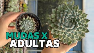 COMPARANDO SUCULENTAS: mudas x adultas | Greenhouse Suculentas