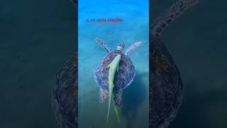 KURA_KURA AND IKAN REMORA #remora #shortvideo